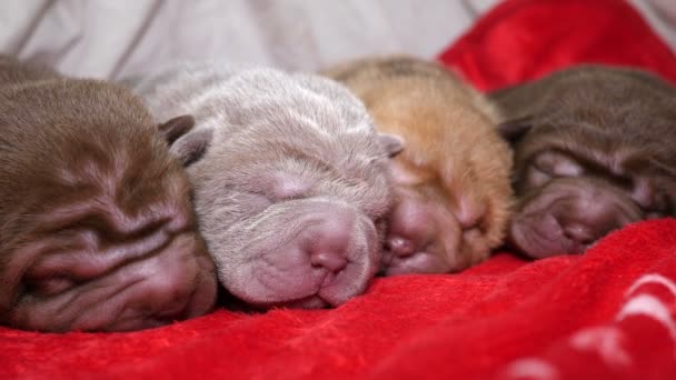 Neugeborene Shar Pei Hundewelpen ruhen