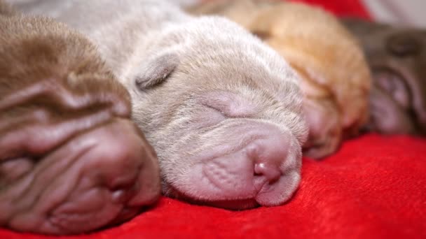 Recién nacido Shar Pei cachorros durmiendo — Vídeo de stock