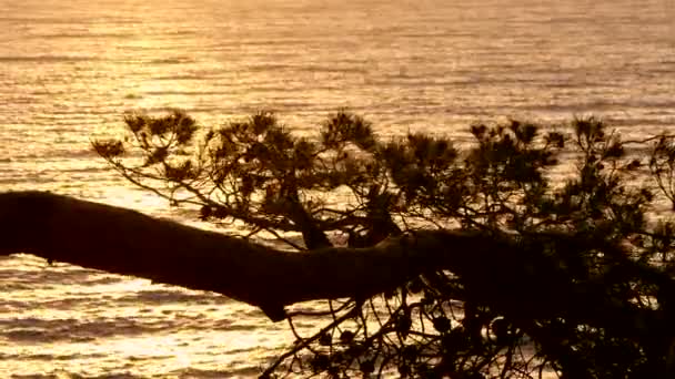 Goldenes Wasser hinter den Kiefern bei Sonnenaufgang — Stockvideo