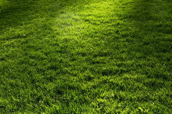 Grama Verde Com Destaques Sol — Fotografia de Stock