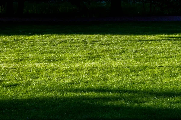 Herbe Verte Avec Des Reflets Soleil — Photo