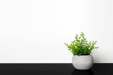 Tencerede yeşil bitki. Koyu arkaplan.