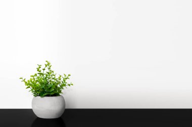 Tencerede yeşil bitki. Koyu arkaplan.