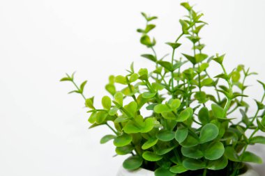 Işık arkaplanındaki yeşil bitki.