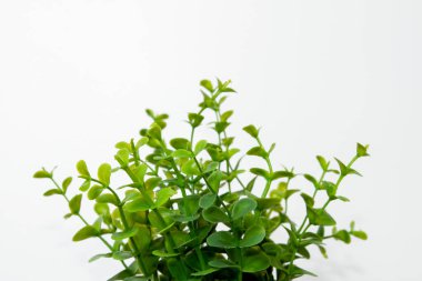 Işık arkaplanındaki yeşil bitki.