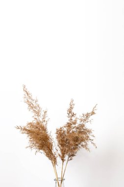 Vazoda kurumuş çiçekler. Işık duvarının yanında..