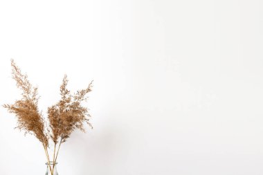 Vazoda kurumuş çiçekler. Işık duvarının yanında..