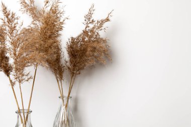 Vazoda kurumuş çiçekler. Işık duvarının yanında..