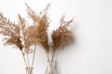 Vazoda kurumuş çiçekler. Işık duvarının yanında..