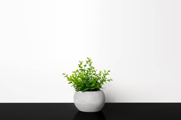 Green plant in a pot. Dark background.