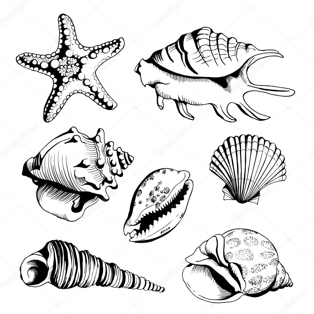 Vector set with hand drawn seashells  and starfish. Isolated on white background. Vector vintage illustration for you design and scrapbooking.