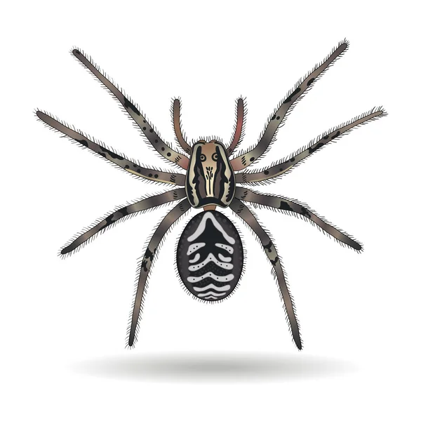 Tarantula Lobo Aranhaストックベクター ロイヤリティフリーtarantula Lobo Aranhaイラスト Depositphotos Tarantula Lobo Aranhaストックベクター ロイヤリティフリーtarantula Lobo Aranhaイラスト Depositphotos