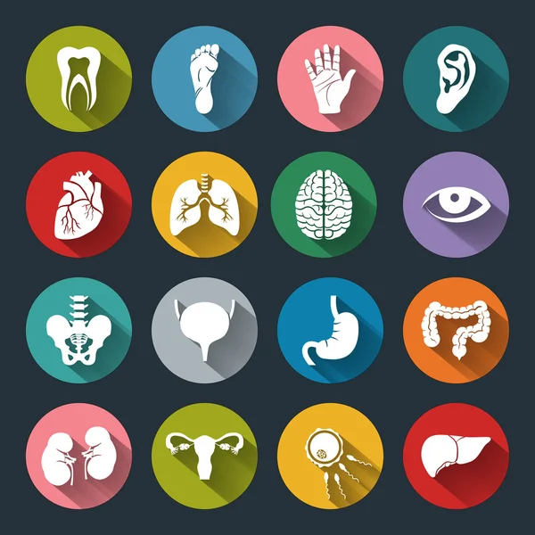 Conjunto de vectores Iconos médicos con órganos humanos en estilo plano Vector De Stock