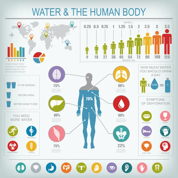 Su ve insan vücudu Infographic