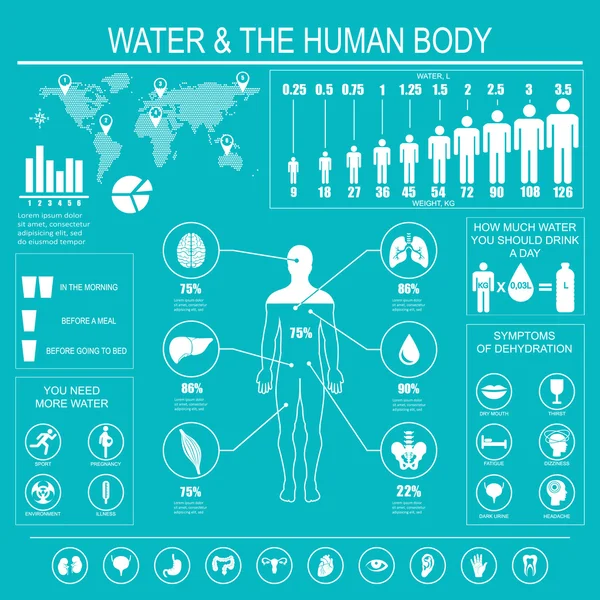 물과 인체 infographic — 스톡 벡터