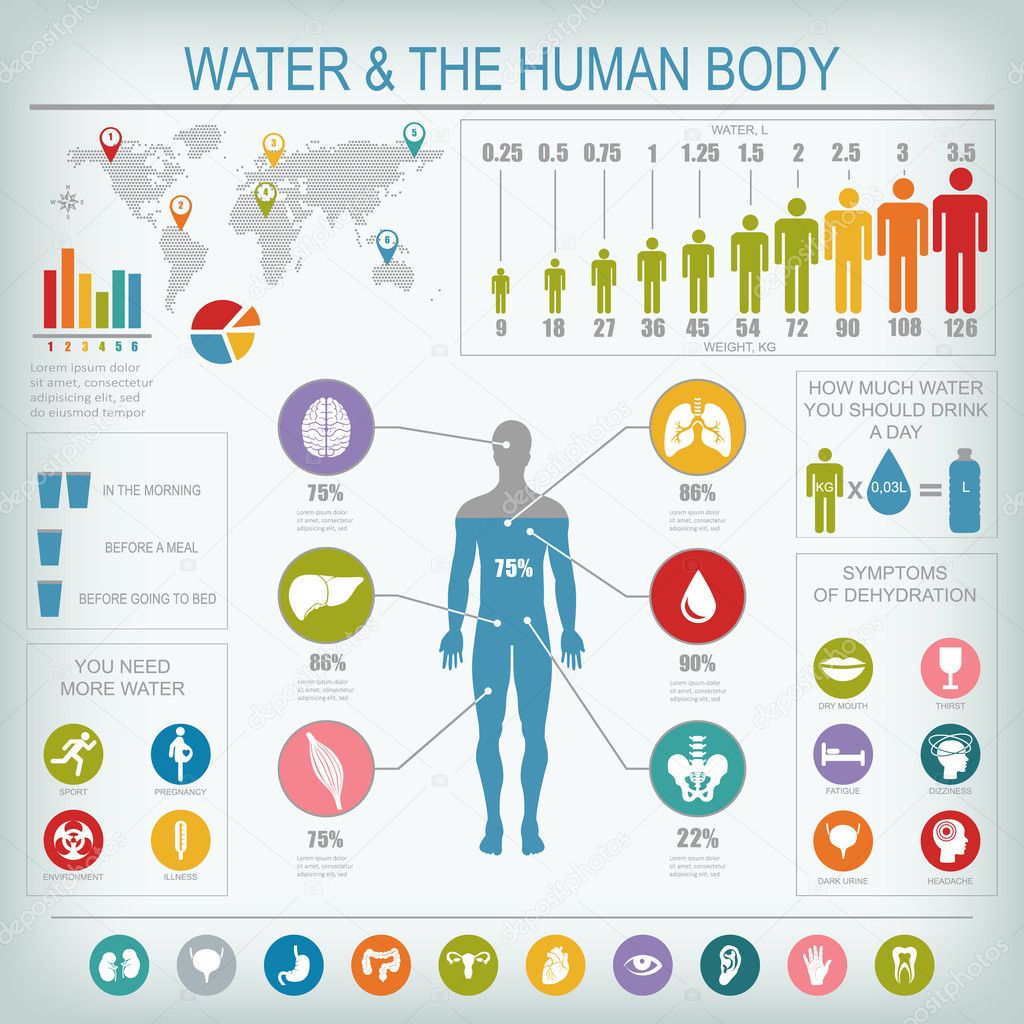 Water and human body infographic