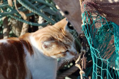 Limandaki balık ağlarının yanında bir kedi yavrusunun fotoğrafı.,