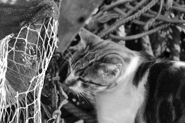 Limandaki balık ağlarının yanında bir kedi yavrusunun sanatsal siyah beyaz fotoğrafı.,