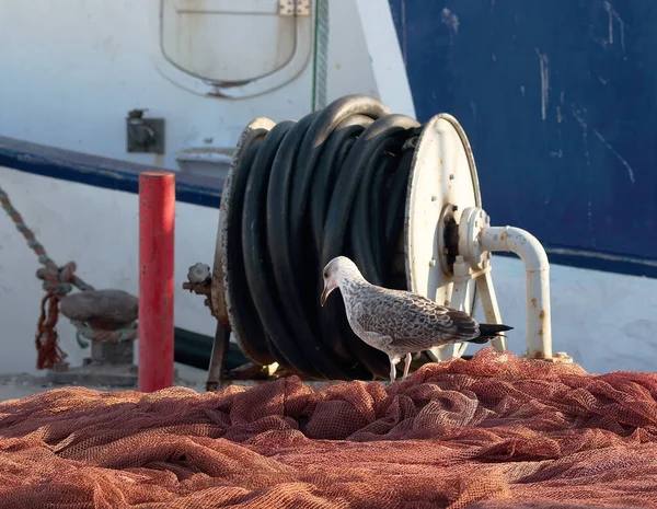 漁具の横にある港でのカモメの焦点とぼかし 海洋性のテクスチャの写真 — ストック写真