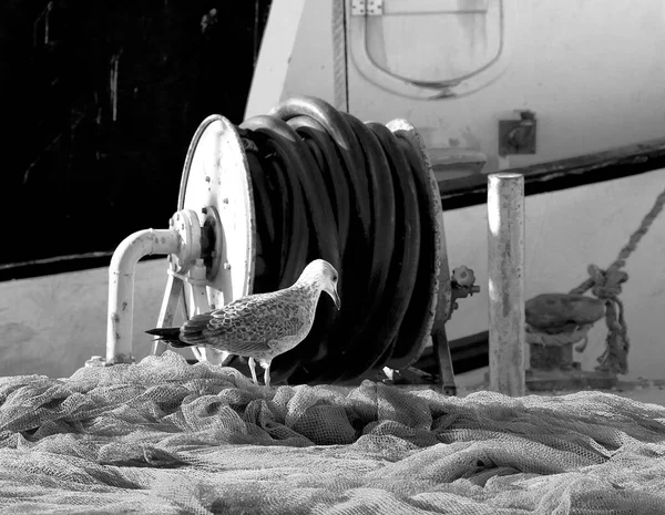 釣りのタックルの横にある港のカモメを焦点を当て ぼかす 黒と白の美術写真海洋テクスチャ — ストック写真