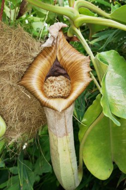 sex, pussy, vulva, clitoris, vagina, Orgasm, sexy, love, spring, bloom, petal, Erotic rose flower, Flower imitating the female sex, visual allegories, visual metaphors, photographic allegories, sexy,