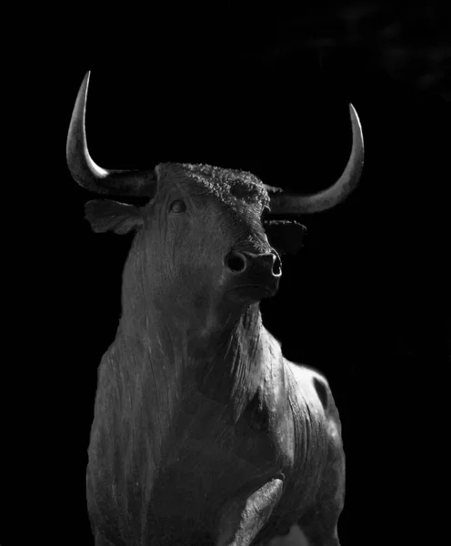 Fotografía Blanco Negro Escultura Toro Ronda Málaga España —  Fotos de Stock