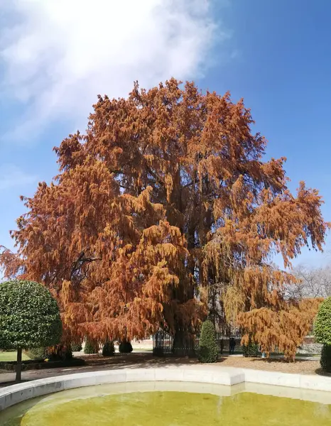 Foto Van Taxus Genoemd Kandelaar Door Vorm Van Haar Takken — Stockfoto