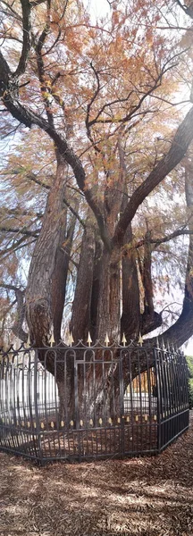 Foto Del Tejo Llamado Candelero Por Forma Sus Ramas Encuentra — Foto de Stock