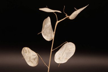 Ay bitkisinin sanatsal fotoğrafları, gümüş bitkisi, süs bitkisi. Doğal doku.