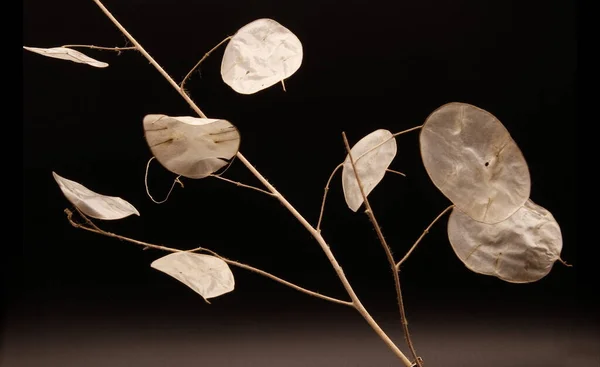 Artistic Photographs Lunaria Plant Silver Plant Ornamental Plant Natural Texture — Stock Photo, Image