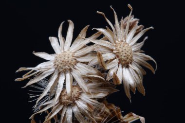 Sonbaharda kurak bir bitkinin yakın plan fotoğrafı.