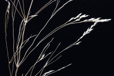 Sonbaharda kurak bir bitkinin yakın plan fotoğrafı.