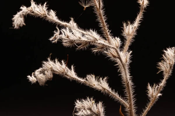 Fotografía Cerca Una Planta Silvestre Seca Otoño —  Fotos de Stock