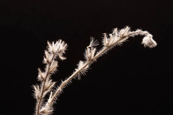 Fotografía Cerca Una Planta Silvestre Seca Otoño —  Fotos de Stock