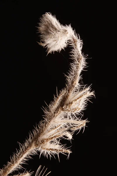 Κοντινή Φωτογραφία Ξηρού Άγριου Φυτού Φθινόπωρο — Φωτογραφία Αρχείου