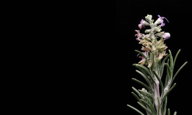 Sonbaharda siyah zemin üzerinde kurak bir bitkinin fotoğrafını çek, reklam için yeri olan fotoğraf, tanıtım metnin veya reklam içeriğin için boş alan, yatay fotoğraf,