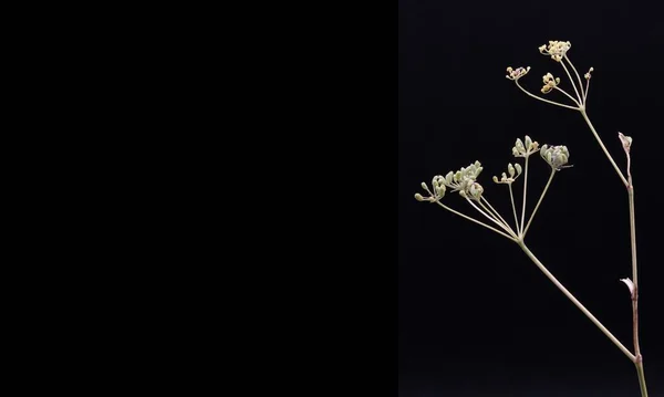 Közelkép Fotó Egy Száraz Vadon Élő Növény Ősszel Fekete Alapon — Stock Fotó