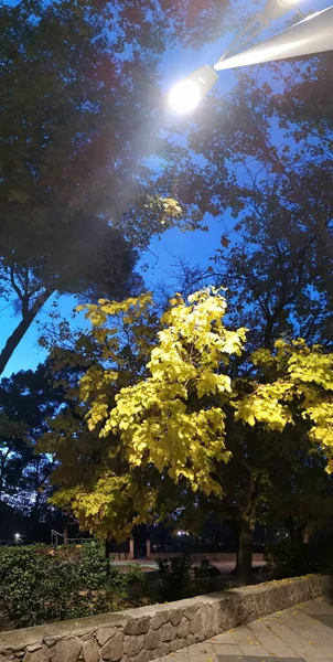 Vertical Panoramic Photograph Tree Autumn Night Illuminated Streetlight — Stock Photo, Image