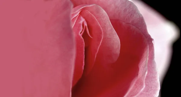 Seksi taklit eden gül, pembe taç yaprakları, reklamcılık için tasarım, promosyon metinleri için alan,