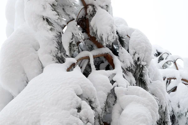 Implacable Mot Qui Exprime Dureté Une Grande Chute Neige Sur — Photo