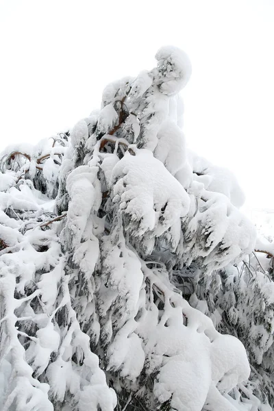 Implacable Mot Qui Exprime Dureté Une Grande Chute Neige Sur — Photo