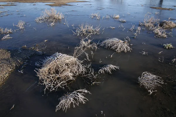 霜冻对田野 灌木丛和树木的影响的描述性摄影 — 图库照片