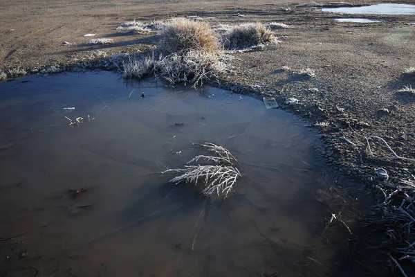 Fotografia Descritiva Dos Efeitos Uma Geada Campo Arbustos Árvores — Fotografia de Stock