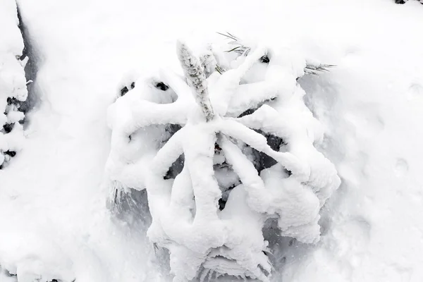 Petit Palmier Jardin Épuisé Par Fortes Chutes Neige — Photo