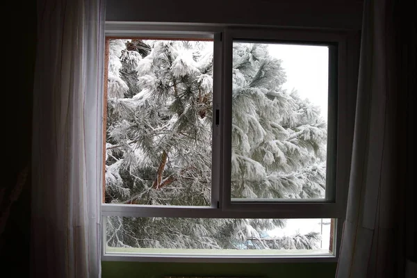 Arbre Enneigé Près Fenêtre Qui Peut Être Attrapé Juste Atteignant — Photo