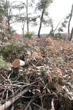 Tehlikeli doğal yakıt, doğal budanma, kar fırtınalarının etkileri ve kar ağırlığı nedeniyle dalların kırılması, Toledo, Ocak 2021,
