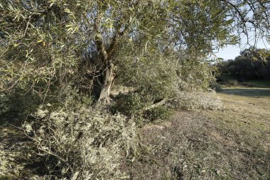 Toledo, İspanya, 01, 22, 2021, Yıkılmış zeytin ağaçları, Bölgedeki yoğun kar yağışının neden olduğu felaketler dizisi,