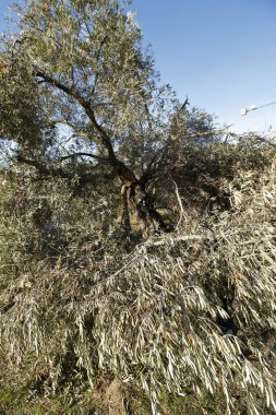 Toledo, İspanya, 01, 22, 2021, Yıkılmış zeytin ağaçları, Bölgedeki yoğun kar yağışının neden olduğu felaketler dizisi,