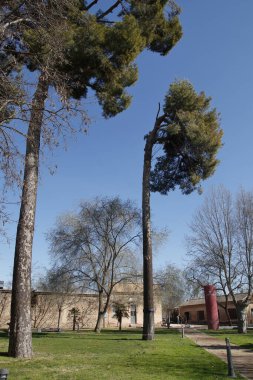 Rüzgardan etkilenen çok uzun çam ağaçları bir yöne eserler ve tacı ilginç bir konuma yönlendirirler.,