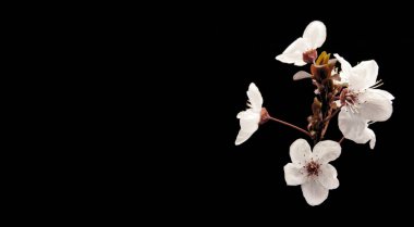 Siyah arkaplanda beyaz meyve çiçeklerinin fotoğrafı, reklam için yeri olan fotoğraf, tanıtım metnin veya reklam içeriğin için boş alan, yatay fotoğraf,